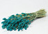 Phalaris Petrol Blue 70cm